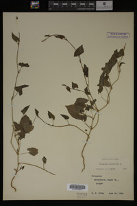 Image Associated With the Occurrence
