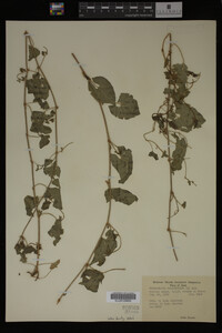 Image Associated With the Occurrence