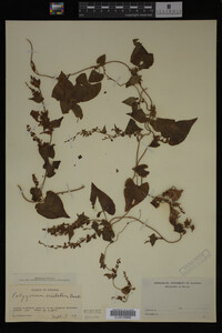 Image Associated With the Occurrence