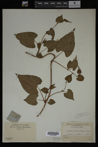 Image Associated With the Occurrence