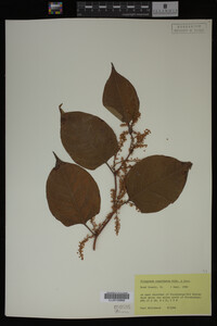 Image Associated With the Occurrence