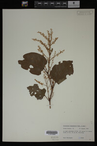 Image Associated With the Occurrence