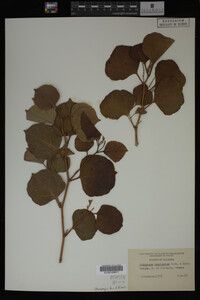Image Associated With the Occurrence