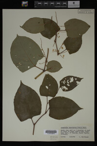 Image Associated With the Occurrence