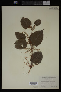 Image Associated With the Occurrence