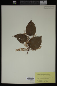 Image Associated With the Occurrence