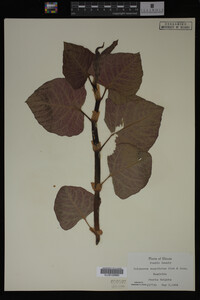 Image Associated With the Occurrence