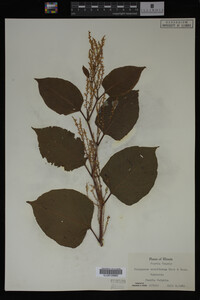 Image Associated With the Occurrence