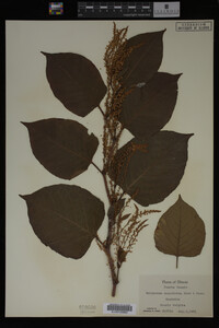Image Associated With the Occurrence