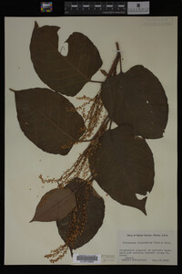 Image Associated With the Occurrence
