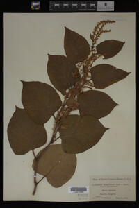 Image Associated With the Occurrence