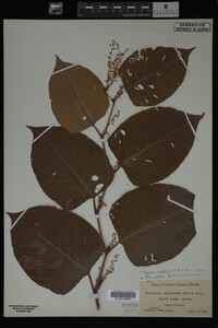 Image Associated With the Occurrence