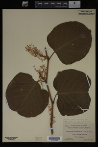 Image Associated With the Occurrence
