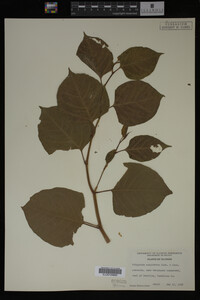 Image Associated With the Occurrence