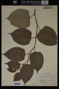 Image Associated With the Occurrence