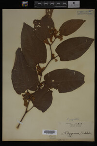 Image Associated With the Occurrence