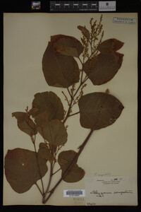 Image Associated With the Occurrence