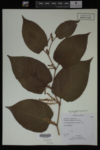Image Associated With the Occurrence