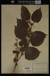 Image Associated With the Occurrence