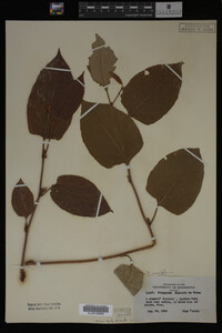 Image Associated With the Occurrence