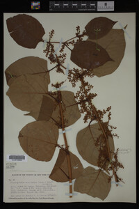 Image Associated With the Occurrence