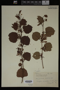 Image Associated With the Occurrence