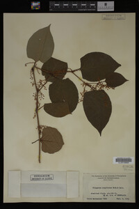 Image Associated With the Occurrence