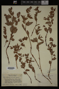 Image Associated With the Occurrence