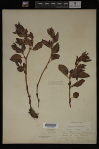 Image Associated With the Occurrence