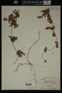 Image Associated With the Occurrence