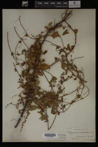 Image Associated With the Occurrence
