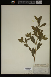 Image Associated With the Occurrence
