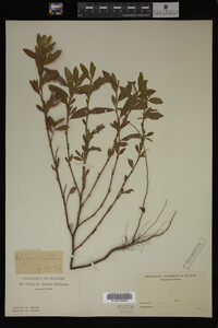 Image Associated With the Occurrence