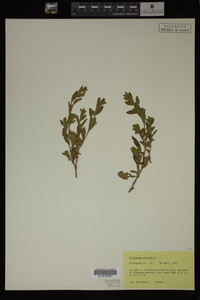 Image Associated With the Occurrence