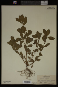 Image Associated With the Occurrence