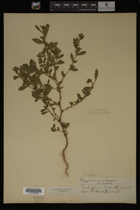 Image Associated With the Occurrence