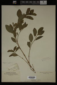 Image Associated With the Occurrence