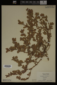 Image Associated With the Occurrence