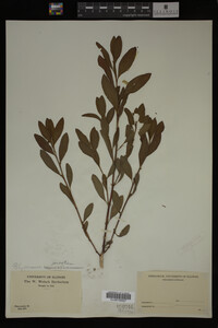 Image Associated With the Occurrence