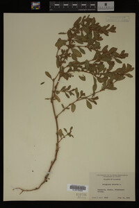 Image Associated With the Occurrence
