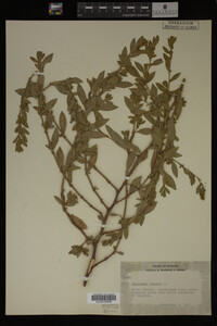 Image Associated With the Occurrence