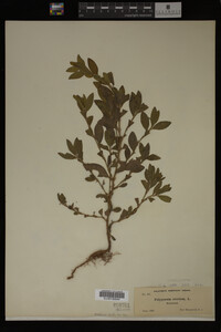 Image Associated With the Occurrence