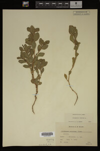 Image Associated With the Occurrence