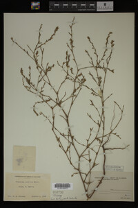 Image Associated With the Occurrence