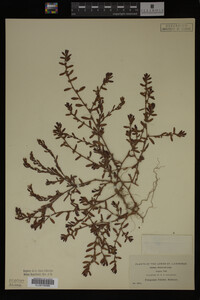Image Associated With the Occurrence