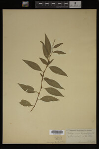 Image Associated With the Occurrence
