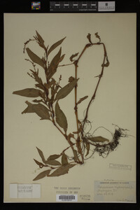 Image Associated With the Occurrence