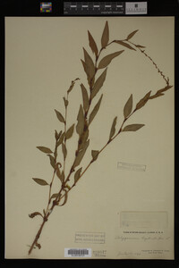 Image Associated With the Occurrence
