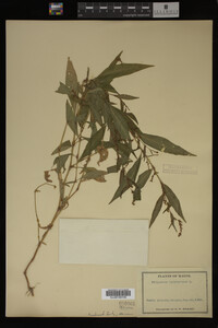 Image Associated With the Occurrence