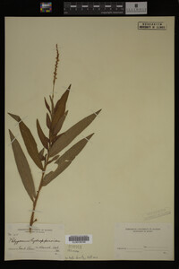 Image Associated With the Occurrence